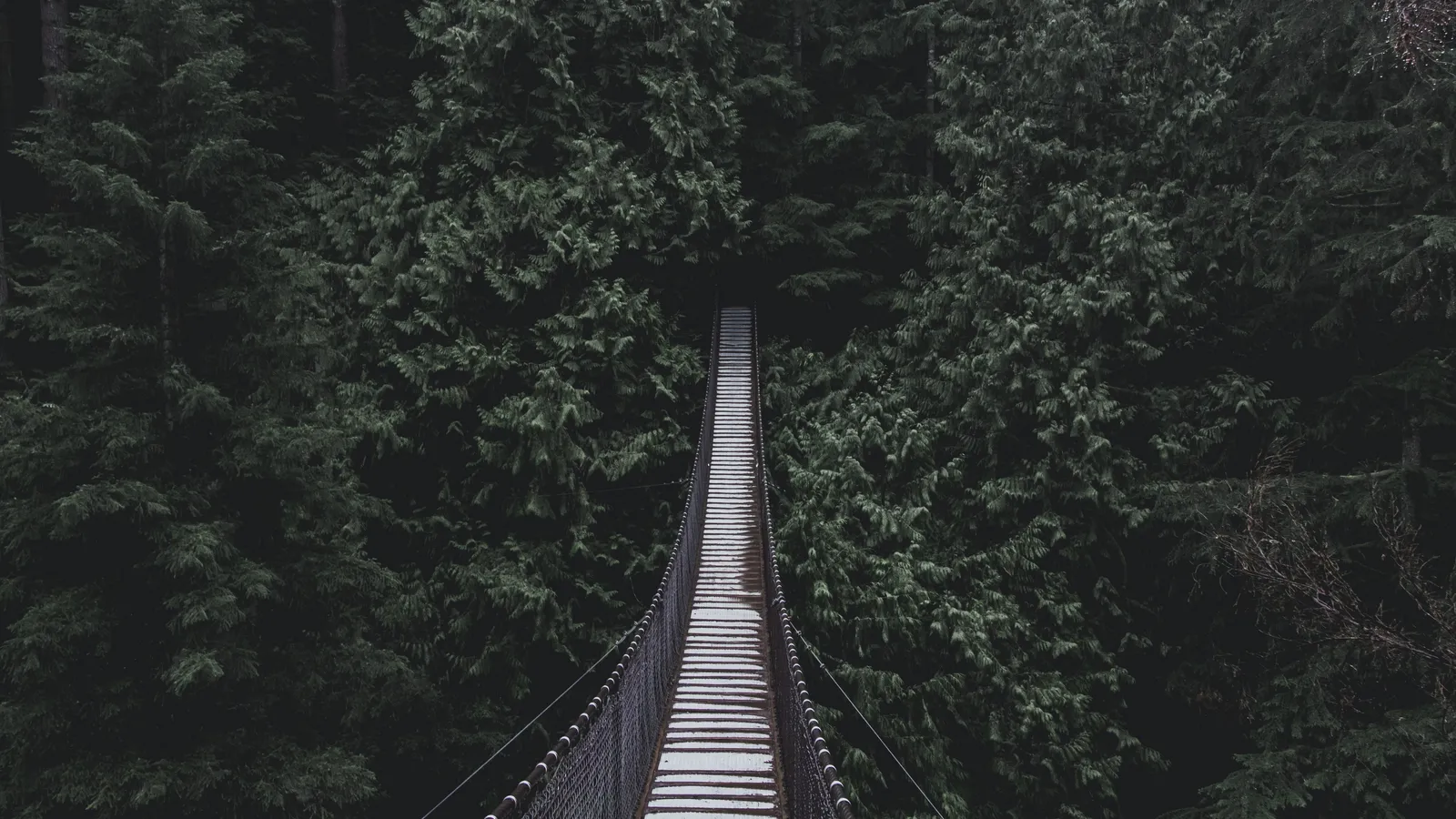 Suspension Bridge in the Forest