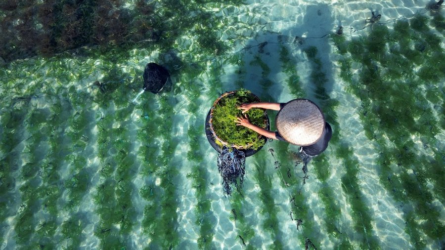 An overhead view of someone working in mangrove restoration.