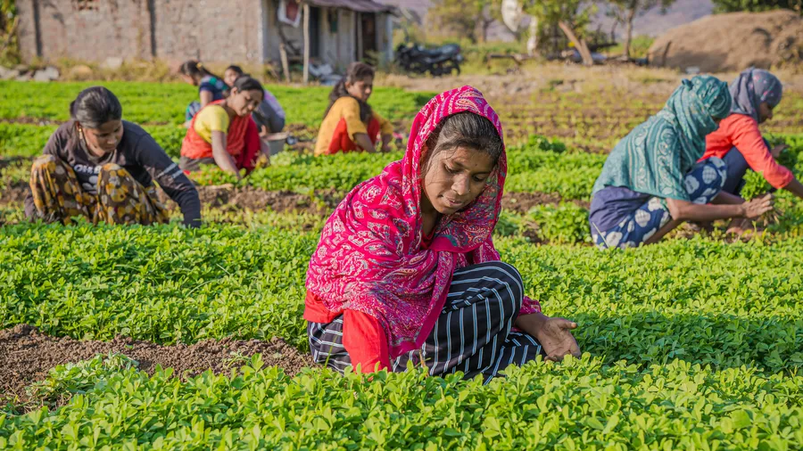 a group of women farming in a green field in india