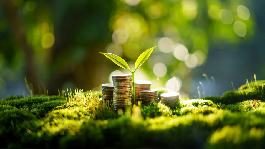 Stacks of gleaming coins nestled on a bed of vibrant green moss with a delicate sprout reaching upwards, symbolize financial growth rooted in nature. The bright daytime lighting highlights the texture of the moss and the shine of the coins. 