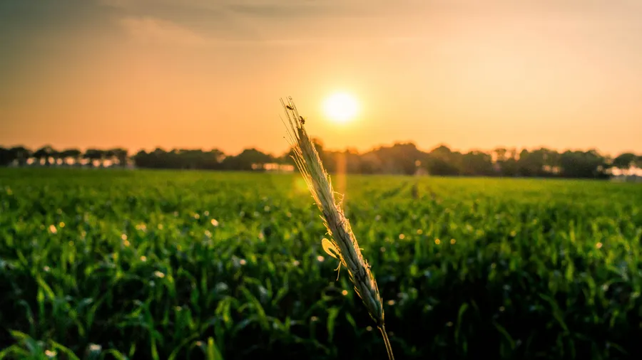 Photo by AK¥N Cakiner on Unsplash - Green corn field during sunrise