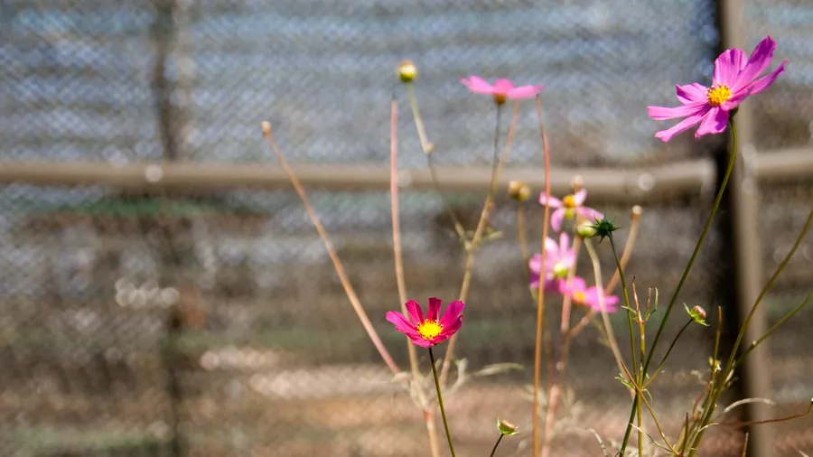 The Next Frontier: Transboundary Cooperation for Biodiversity and Peace